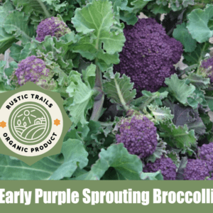 Early Purple Sprouting Broccoli (Brassica oleracea var. italica)